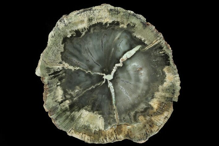 Triassic Petrified Wood (Woodworthia) Slab - Zimbabwe #78899
